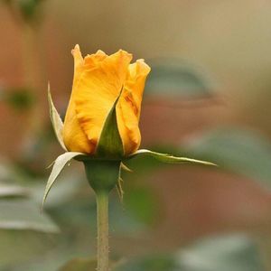 Meet your Posher, Lili